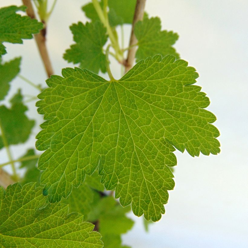 Punaherukka Gloire des Sablons (Lehvistö)