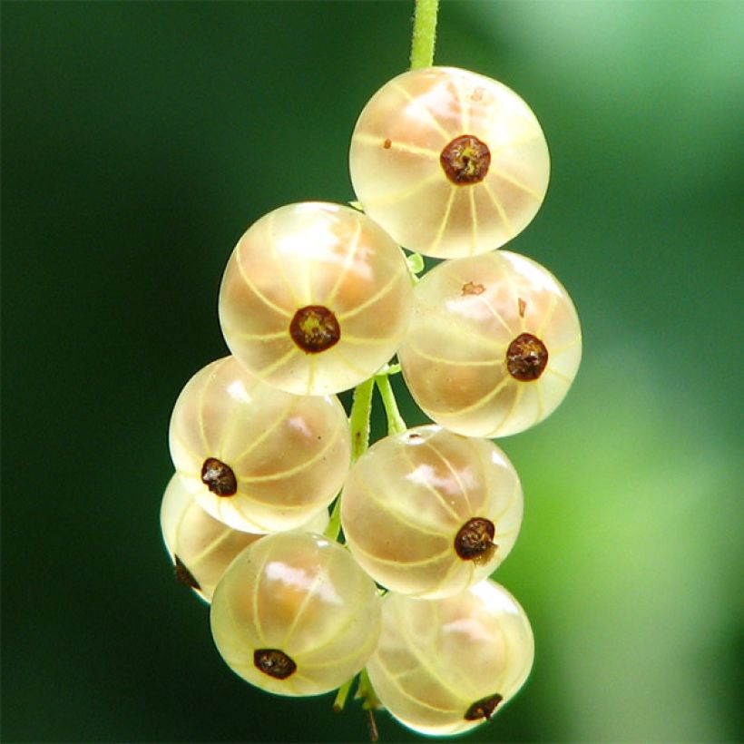 Punaherukka White Versailles (Sadonkorjuu)