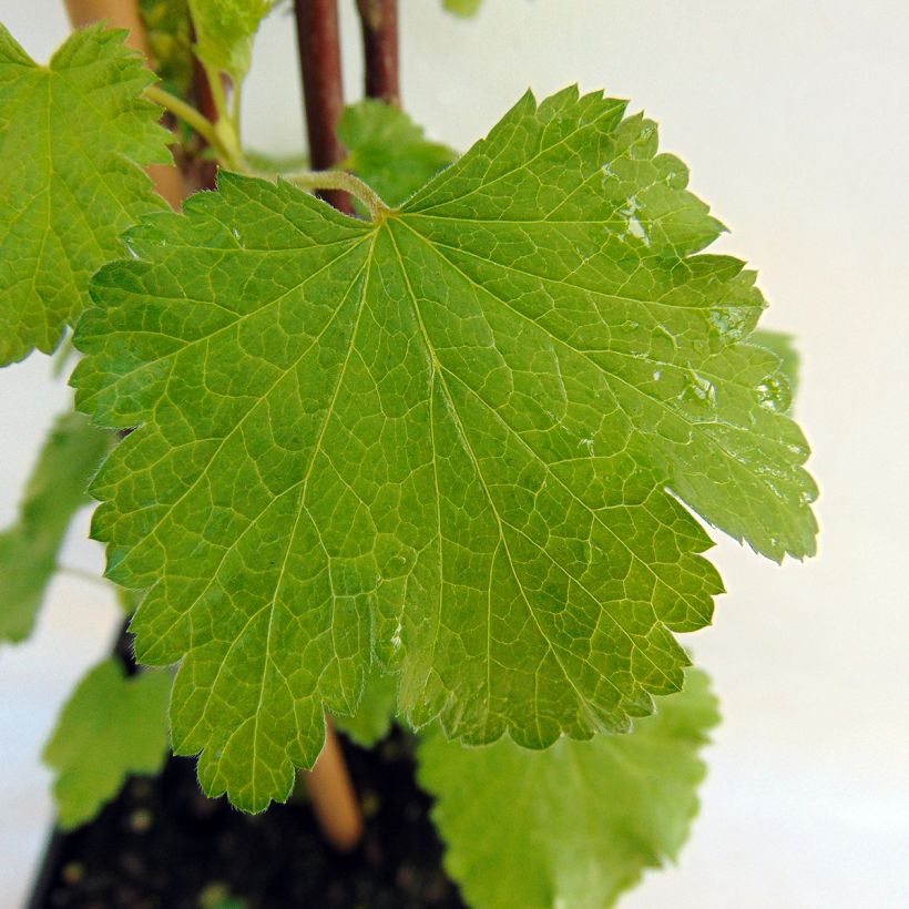 Punaherukka White Versailles (Lehvistö)