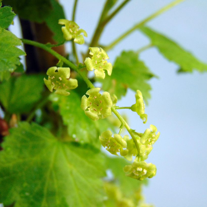 Punaherukka White Versailles (Kukinta)
