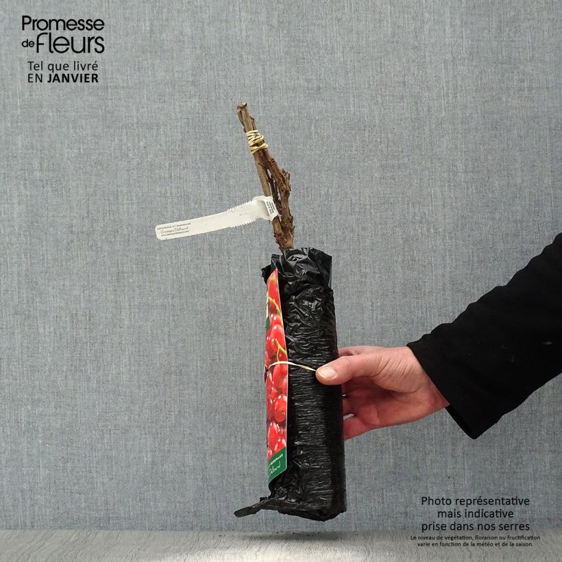 Esimerkki talvella toimitetusta Punaherukka Premiere "Istutusvalmis"-paakku, Pensas-taimesta