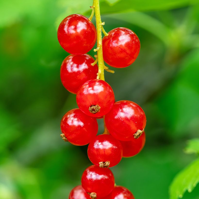 Punaherukka - Ribes rubrum (Sadonkorjuu)