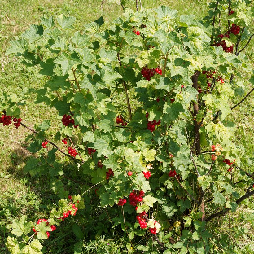 Punaherukka - Ribes rubrum (Kasvutapa)
