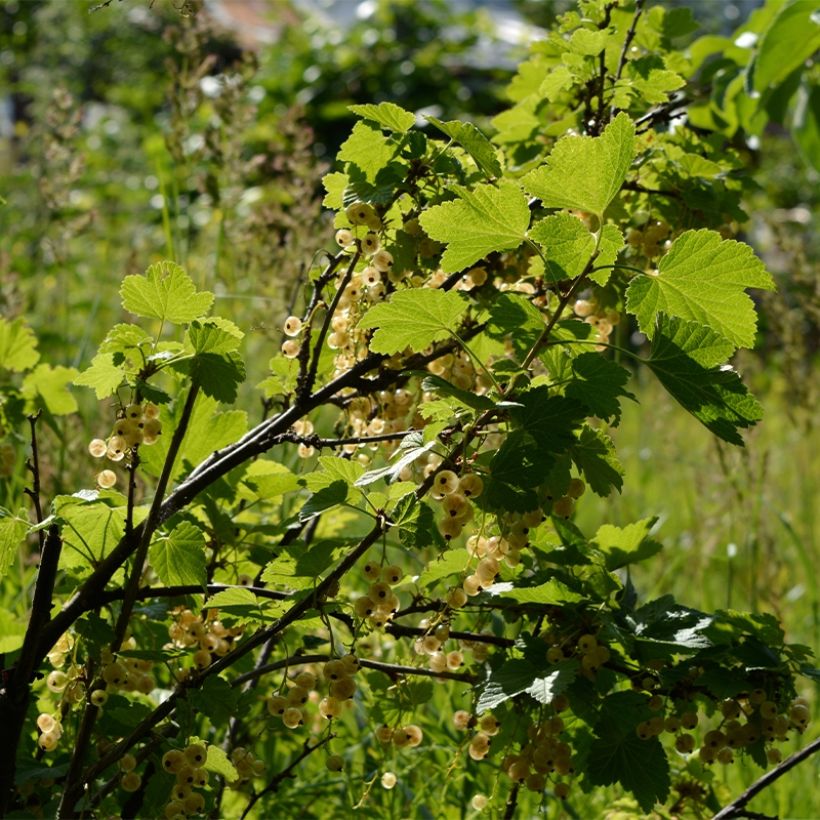 Punaherukka Witte Parel (Kasvutapa)