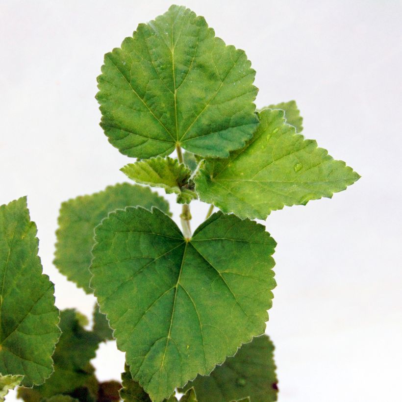 Rohtosalkoruusu - Althaea officinalis (Lehvistö)
