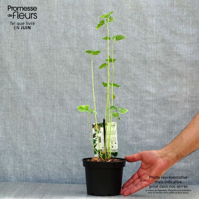 Esimerkki kesällä toimitetusta Rohtosalkoruusu - Althaea officinalis Ruukku 1,5L / 2L-taimesta