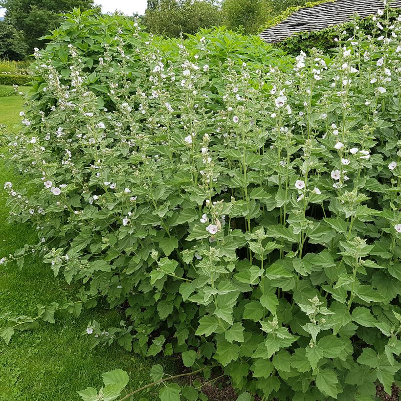 Rohtosalkoruusu - Althaea officinalis (Kasvutapa)