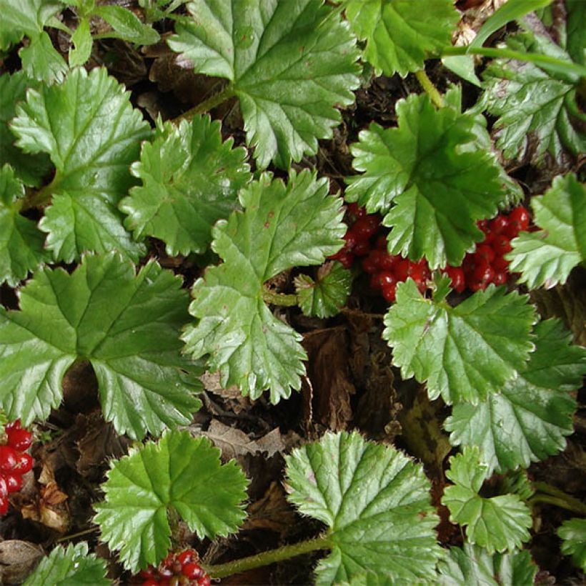 Rönsygunnera - Gunnera magellanica (Lehvistö)