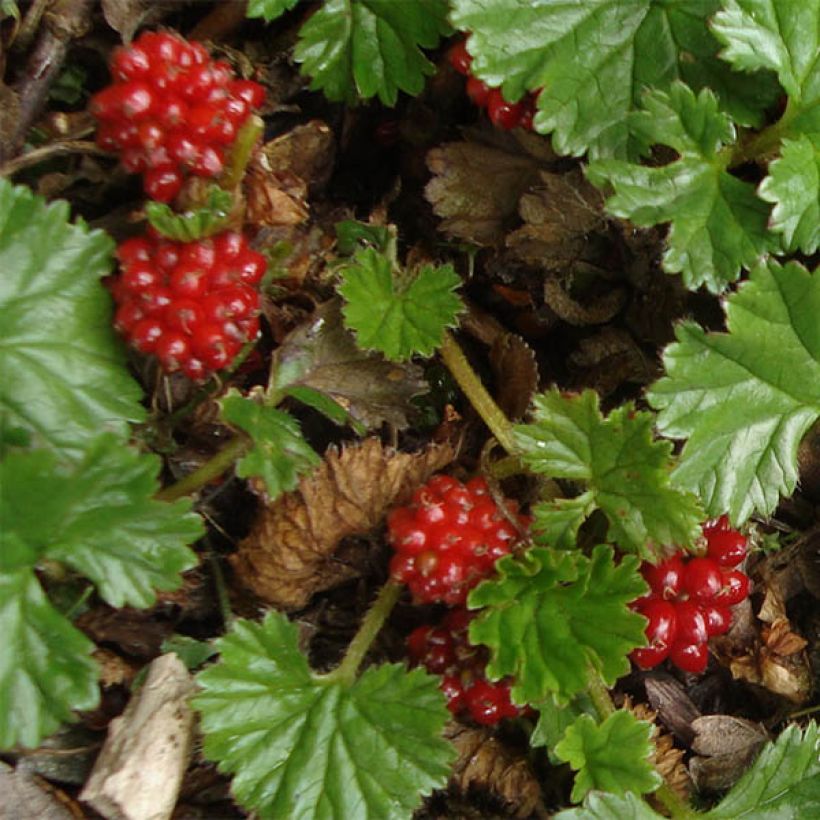 Rönsygunnera - Gunnera magellanica (Kukinta)