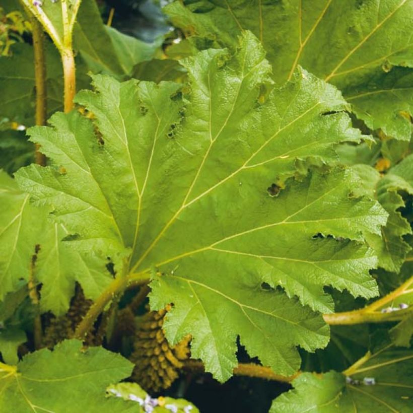Jättigunnera - Gunnera manicata (Lehvistö)