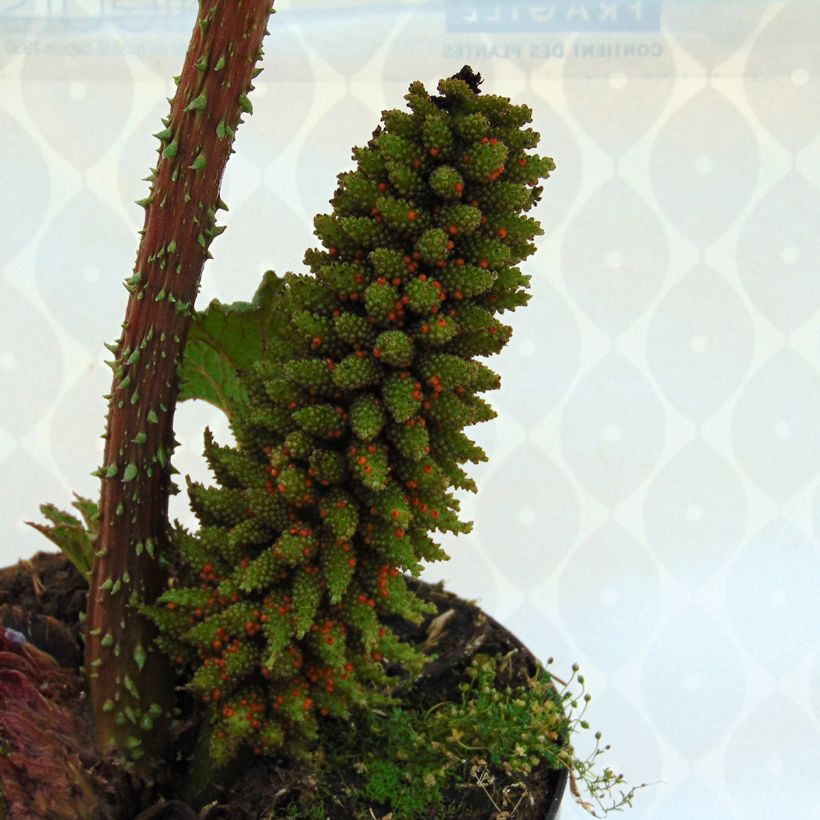 Jättigunnera - Gunnera manicata (Kukinta)
