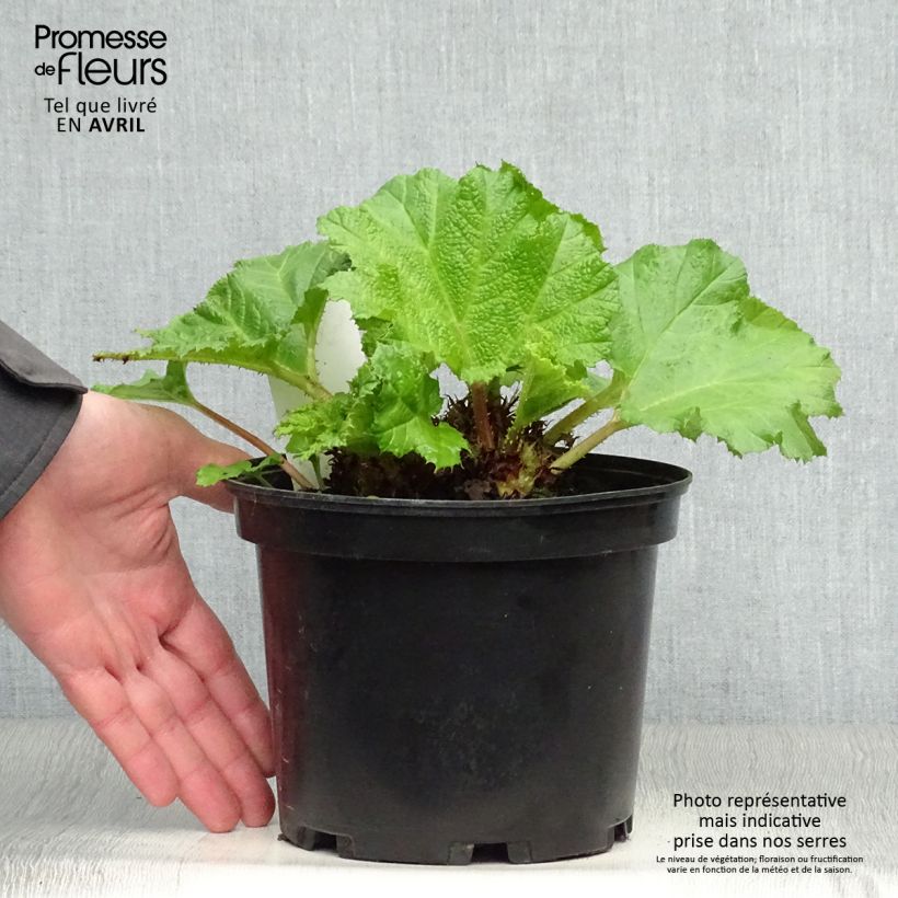 Esimerkki keväällä toimitetusta Jättigunnera - Gunnera manicata Ruukku 2L / 3L-taimesta