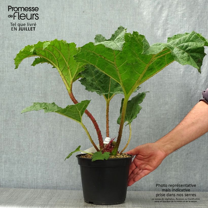 Esimerkki kesällä toimitetusta Jättigunnera - Gunnera manicata Ruukku 3L / 4L-taimesta