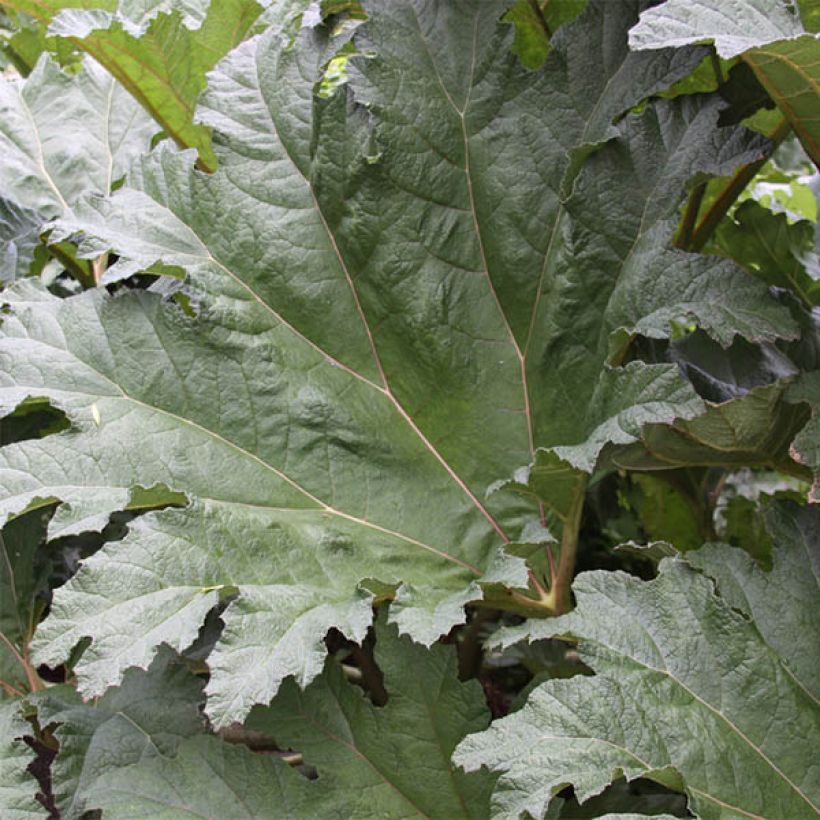 Värigunnera - Gunnera tinctoria (Lehvistö)