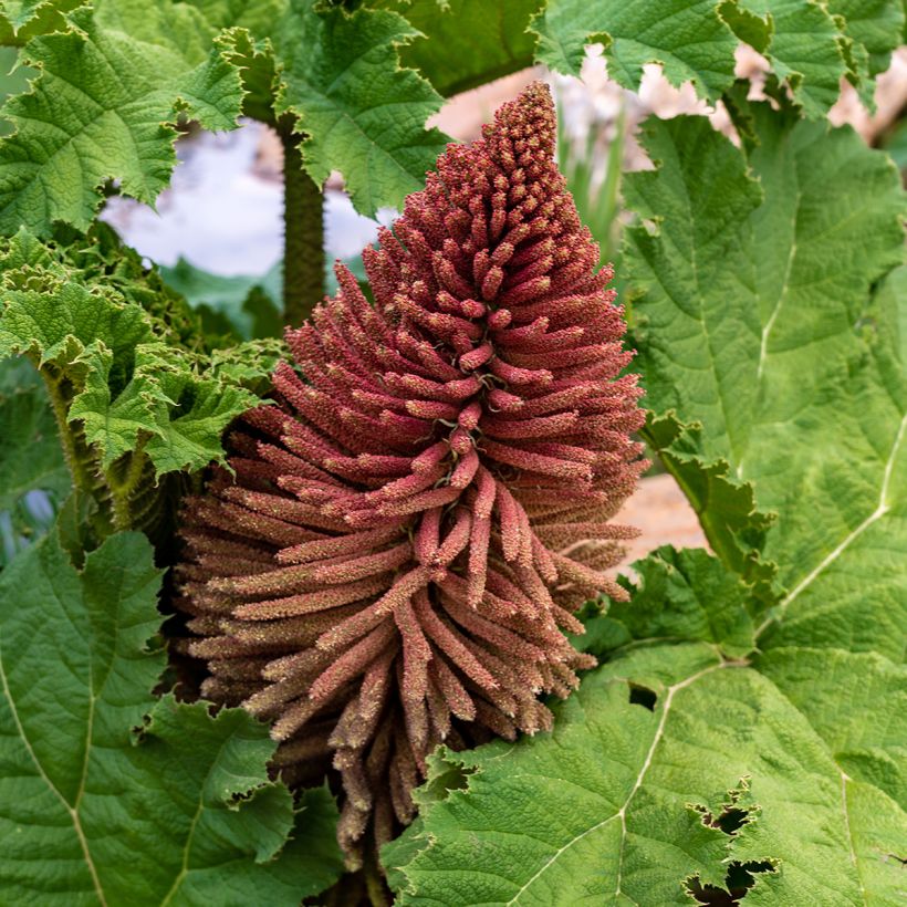 Värigunnera - Gunnera tinctoria (Kukinta)