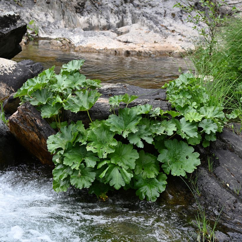 Värigunnera - Gunnera tinctoria (Kasvutapa)