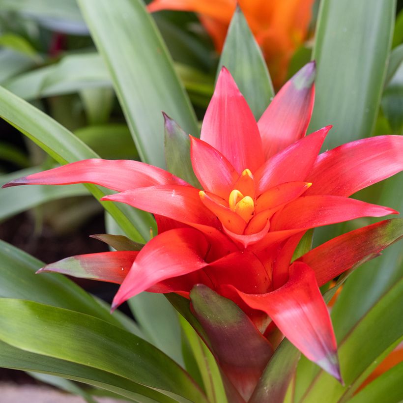 Timanttiananas Calypso (Kukinta)