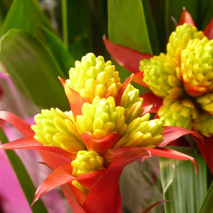 Timanttiananas Limones (Kukinta)