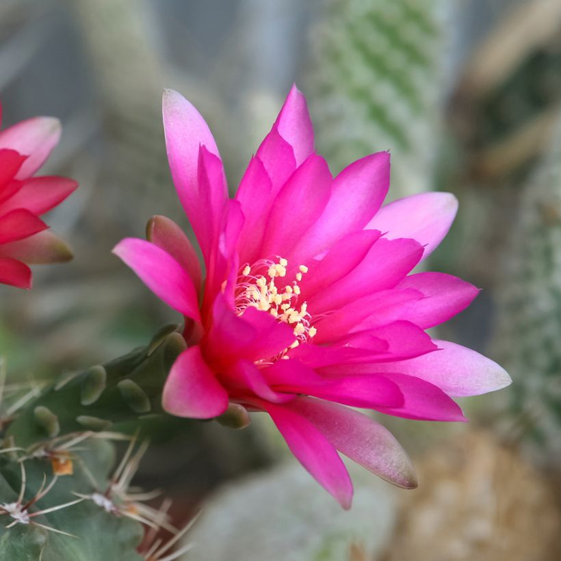Gymnocalycium baldianum (Kukinta)