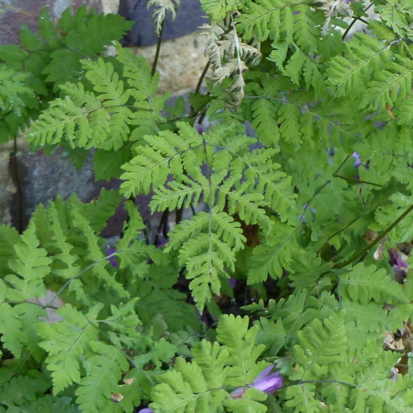 Metsäimarre - Gymnocarpium dryopteris (Lehvistö)
