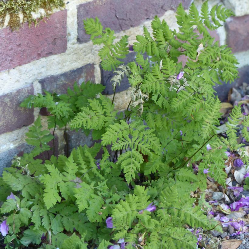 Metsäimarre - Gymnocarpium dryopteris (Kasvutapa)