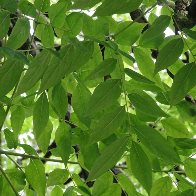 Gymnocladus dioica (Lehvistö)