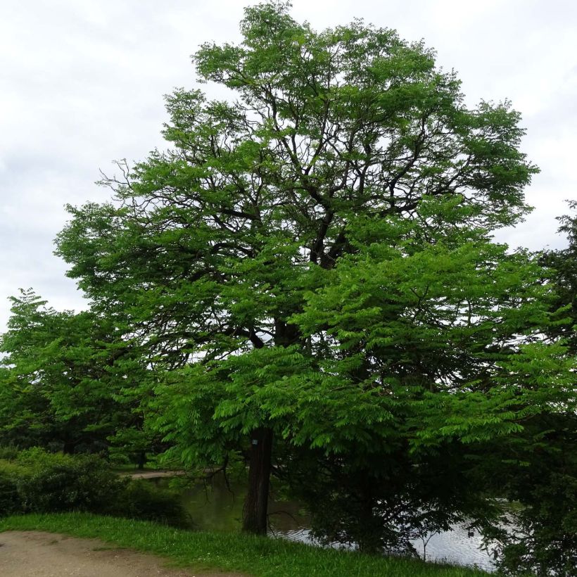 Gymnocladus dioica (Kasvutapa)