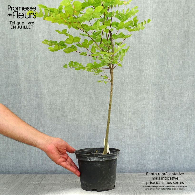 Esimerkki kesällä toimitetusta Gymnocladus dioica Pot de 3L/4L-taimesta