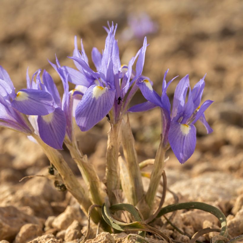 Gynandris sisyrinchium (Kasvutapa)
