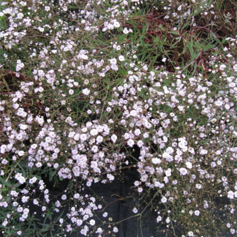 Pihaharso Rosenschleier (Kukinta)