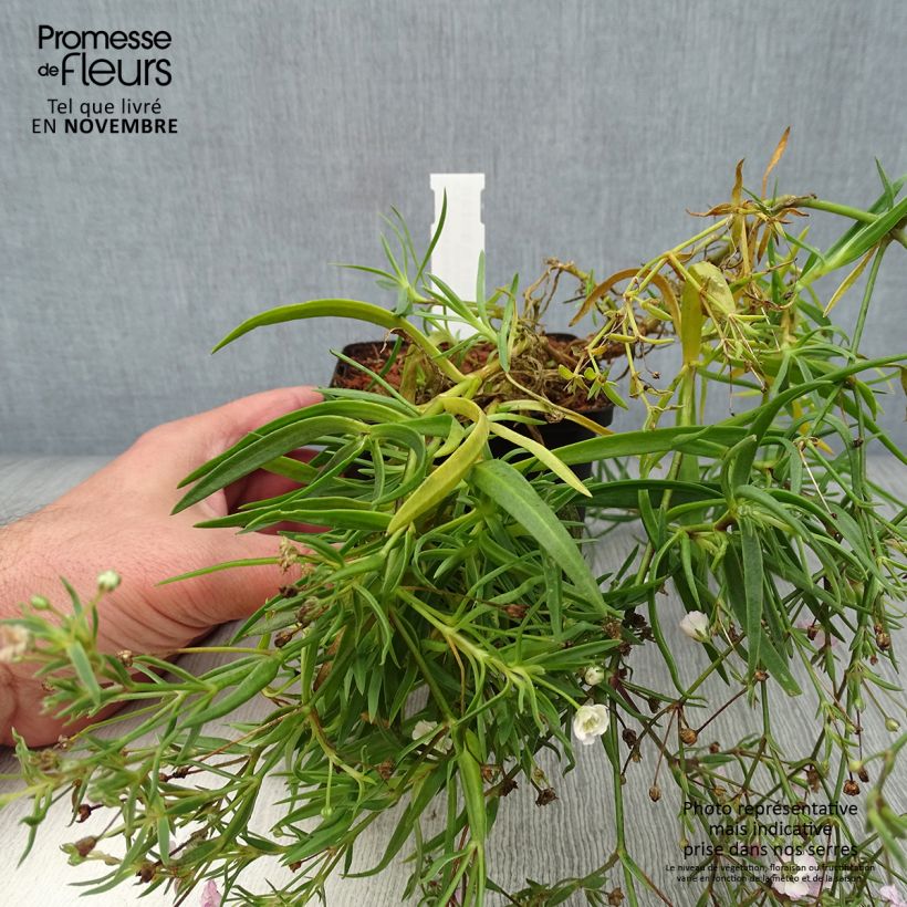 Esimerkki syksyllä toimitetusta Pihaharso Rosenschleier 8/9 cm taimiruukku-taimesta