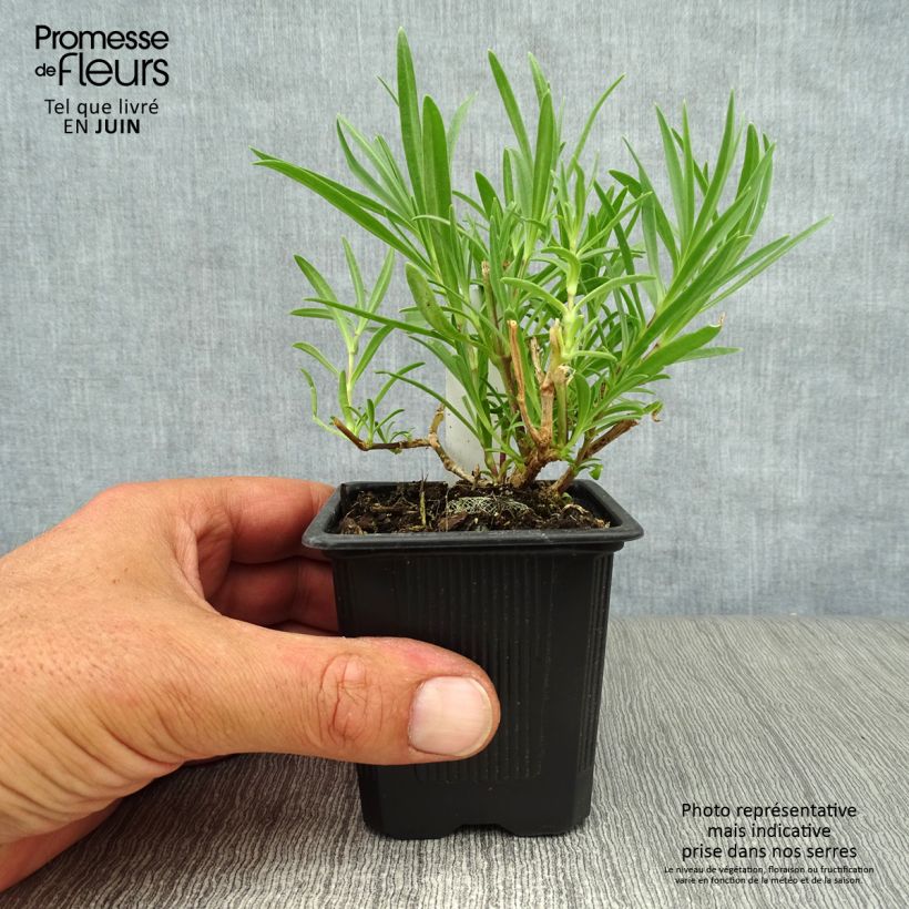 Esimerkki kesällä toimitetusta Pihaharso Rosenschleier Godet de 8/9 cm-taimesta