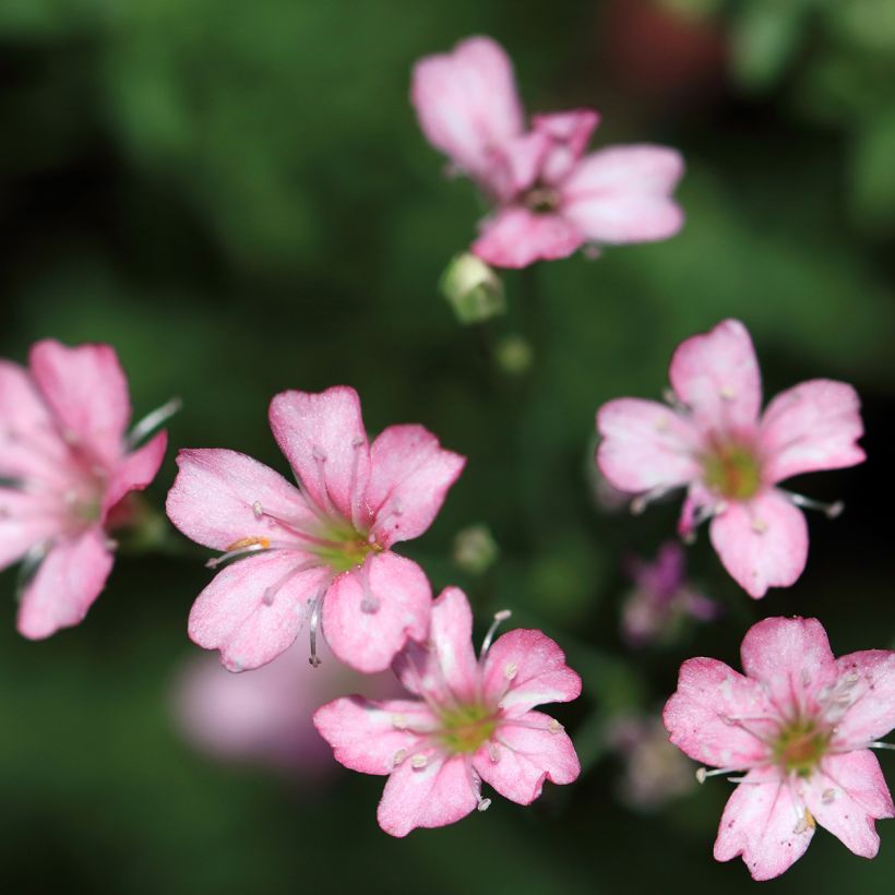 Mätäsharso Rosa Schönheit (Kukinta)