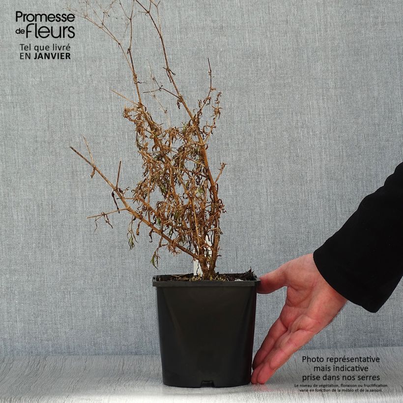 Esimerkki talvella toimitetusta Harsokukka Festival Pink Pot de 2L/3L-taimesta