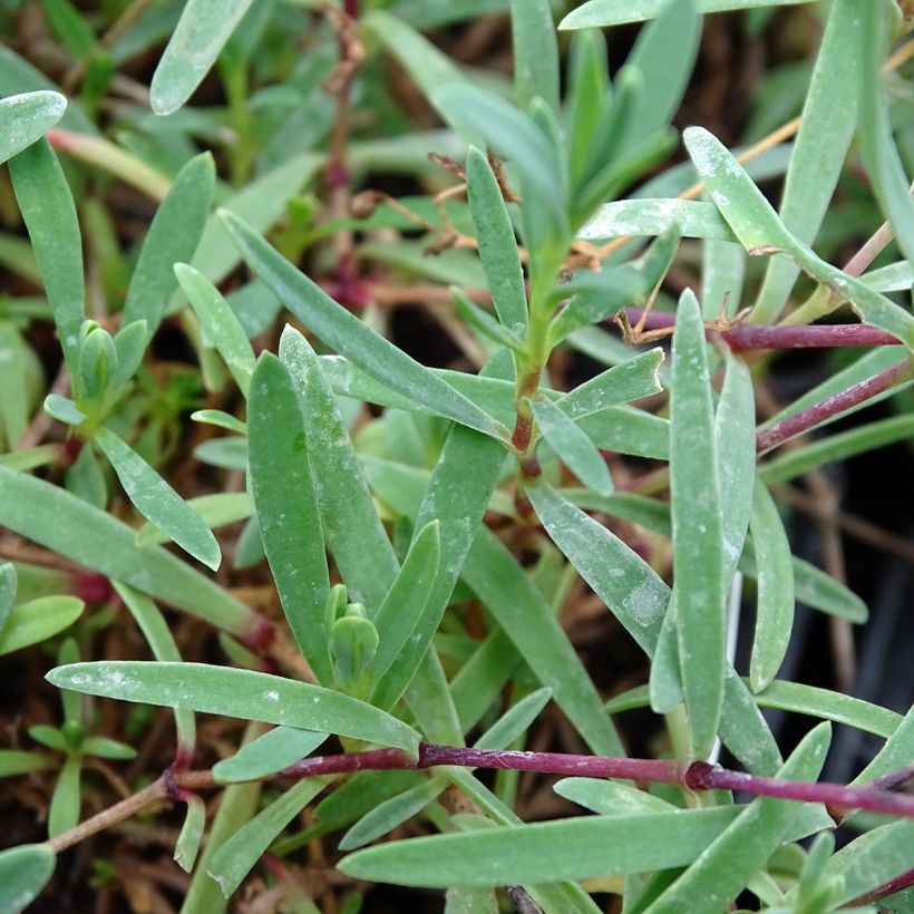 Mätäsharso Alba (Lehvistö)