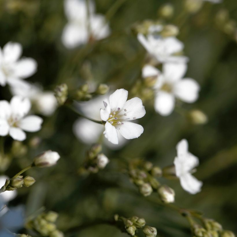 Mätäsharso Alba (Kukinta)