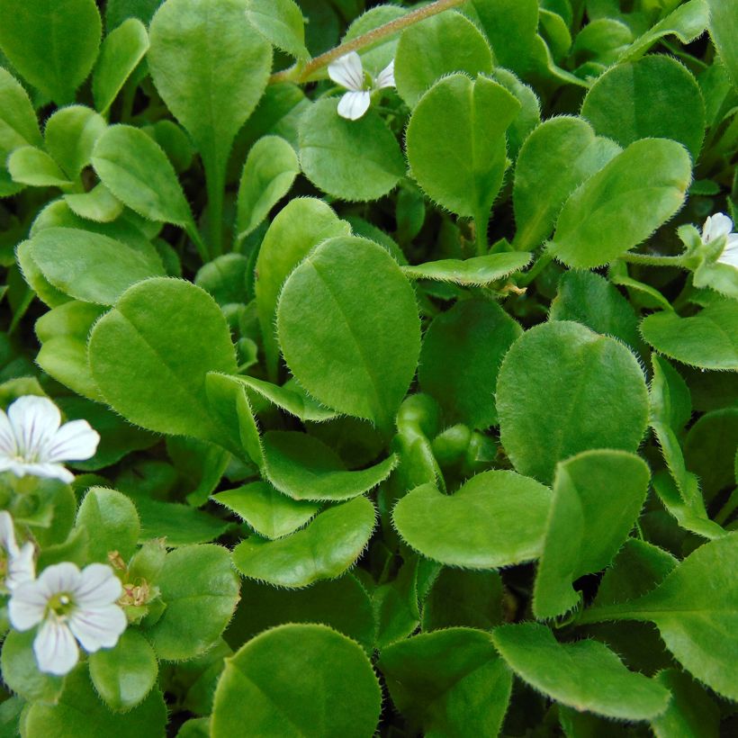 Patjaharso - Gypsophila cerastioides (Lehvistö)