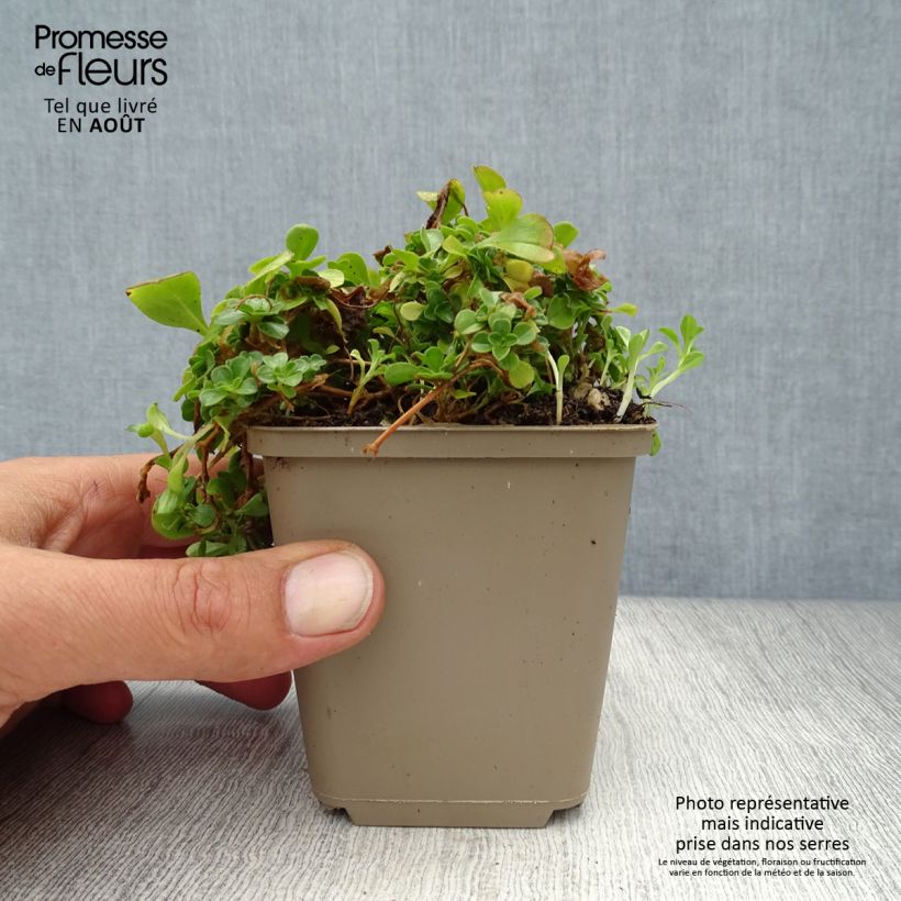 Esimerkki kesällä toimitetusta Patjaharso - Gypsophila cerastioides Godet de 8/9 cm-taimesta