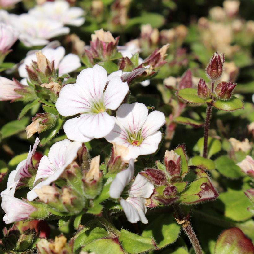 Patjaharso - Gypsophila cerastioides (Kukinta)
