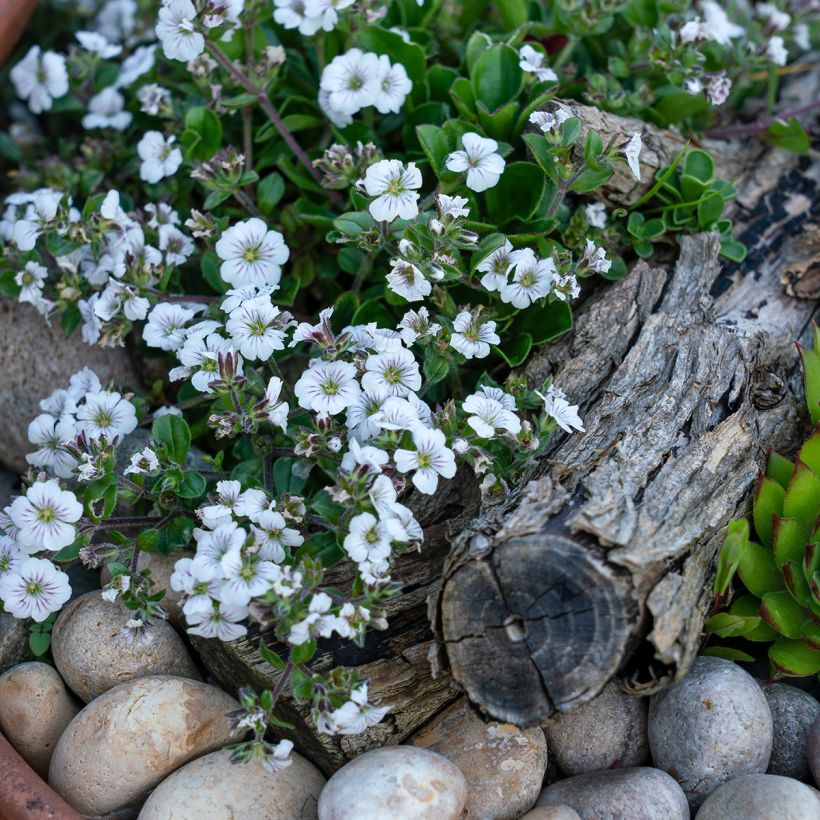 Patjaharso - Gypsophila cerastioides (Kasvutapa)