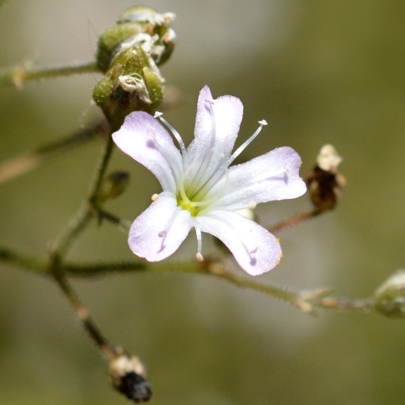 Harso - Gypsophila pacifica (Kukinta)
