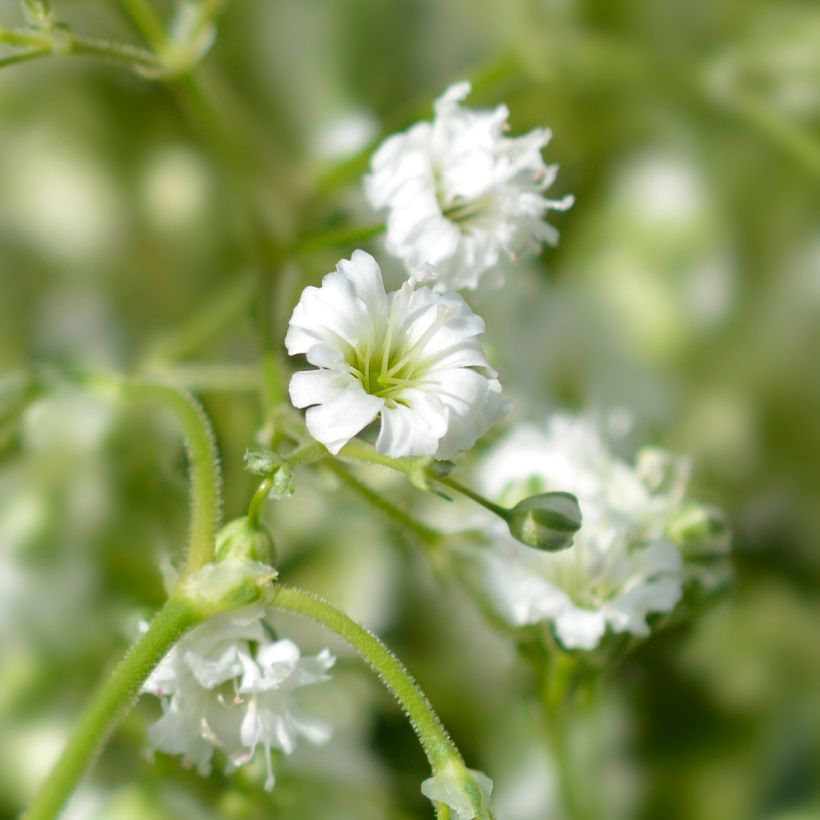 Harsokukka Snow Flake (Kukinta)