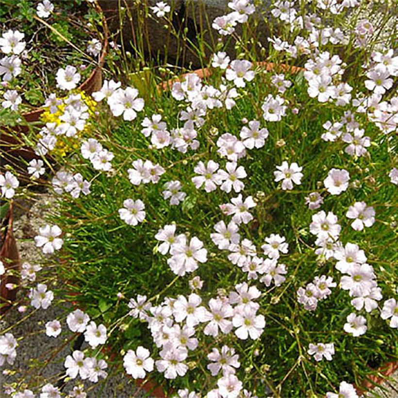 Harso - Gypsophila tenuifolia (Kukinta)