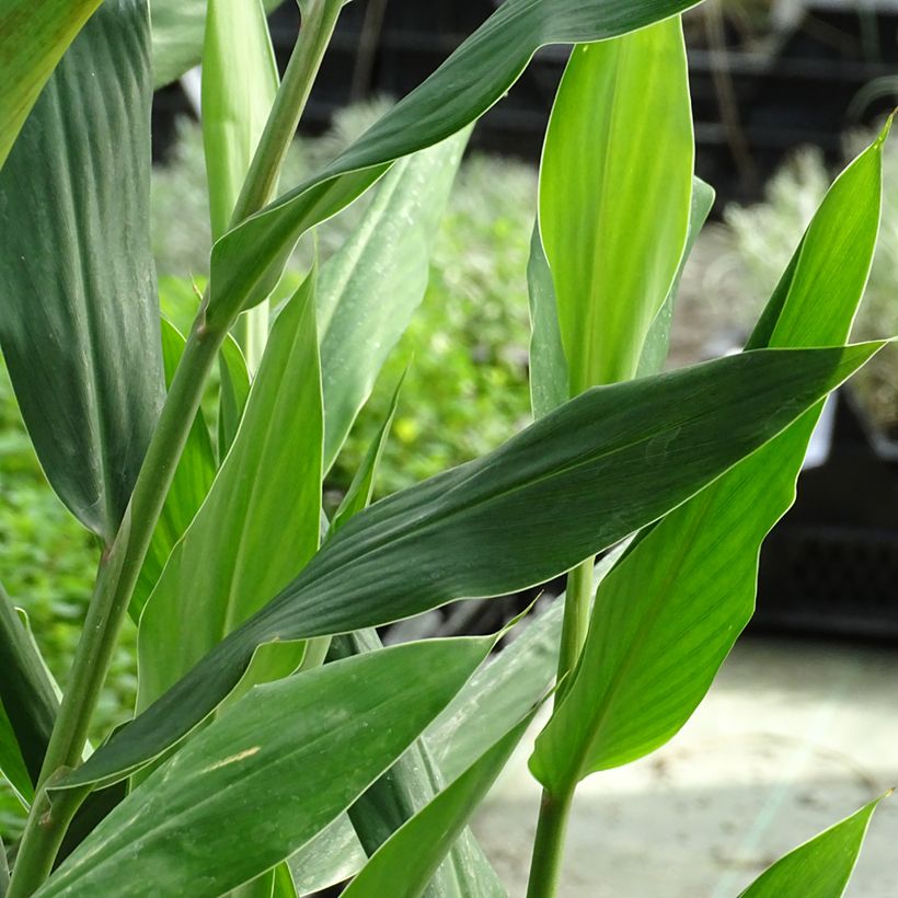 Tulituoksuinkivääri Tara FI (Foliage)