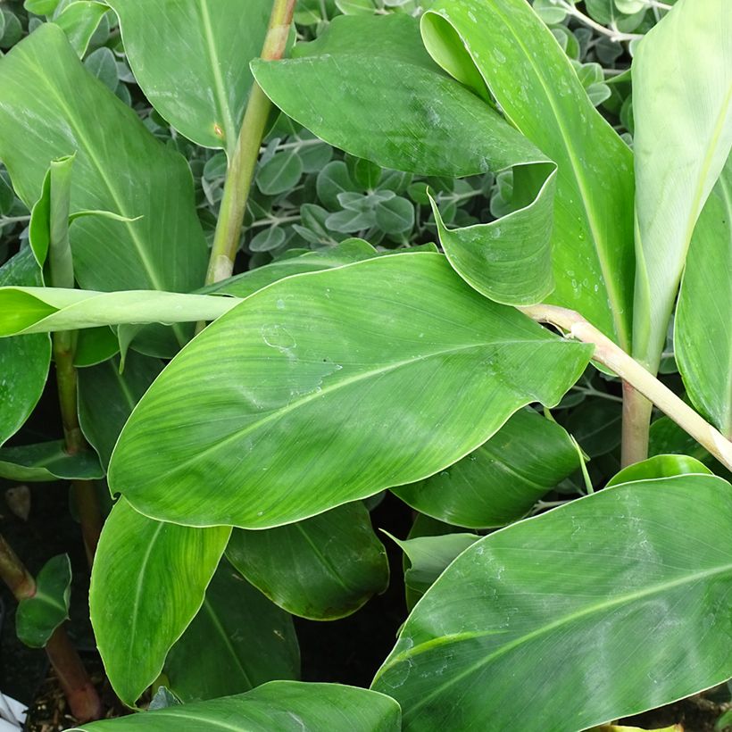 Hedychium gardnerianum (Lehvistö)