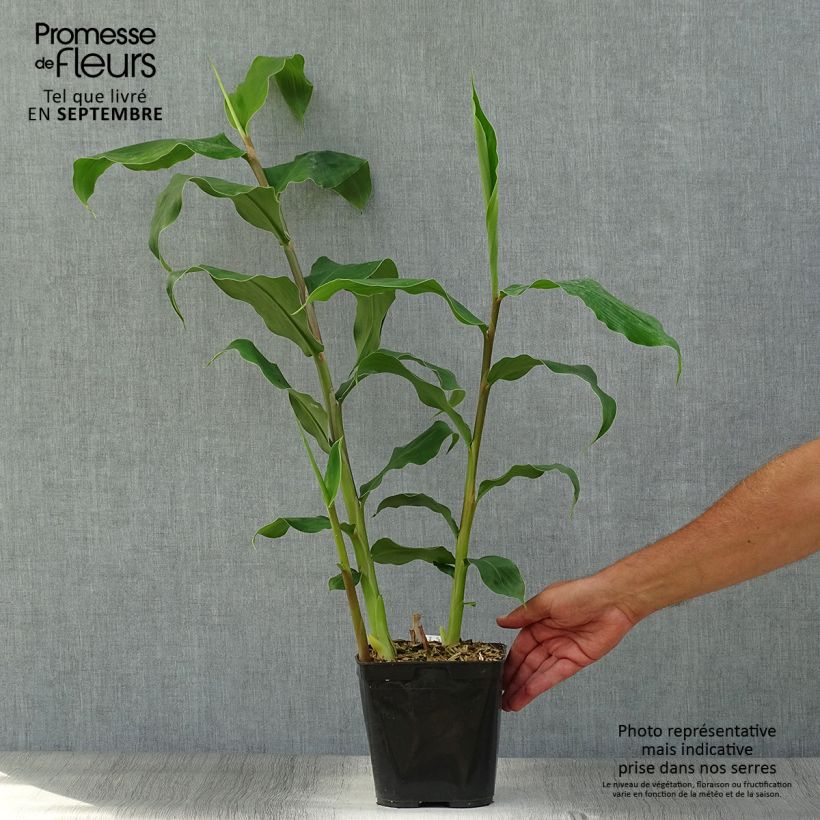 Esimerkki syksyllä toimitetusta Hedychium gardnerianum 2 litran/3 litran ruukku-taimesta