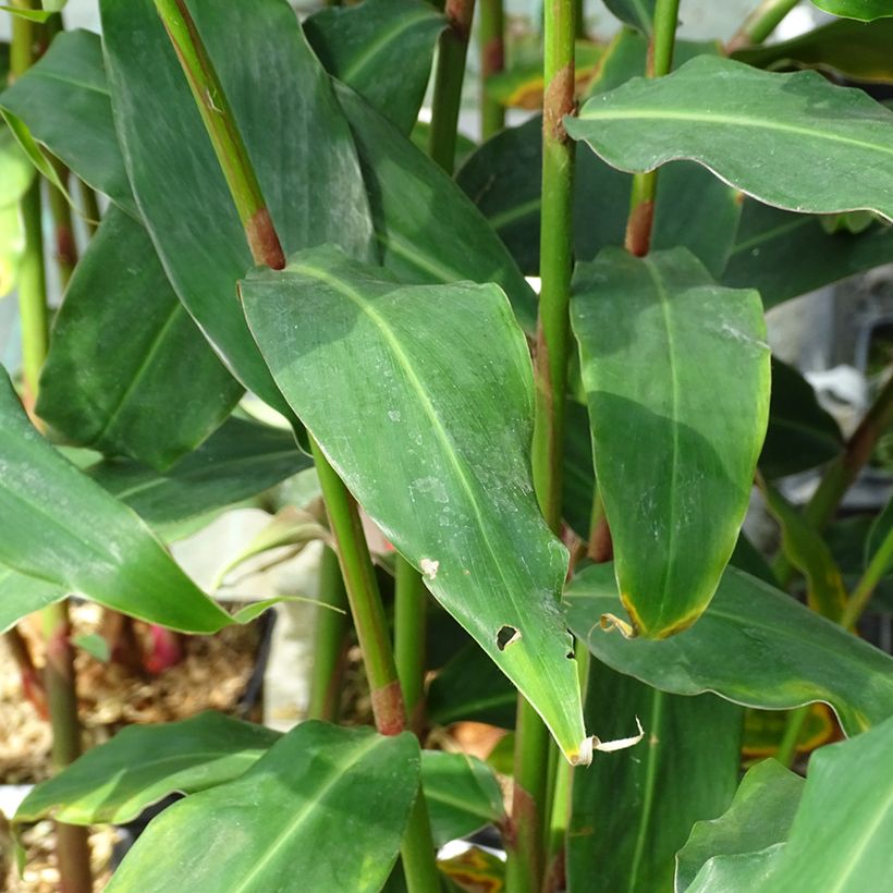 Tuoksuinkivääri - Hedychium deceptum (Lehvistö)