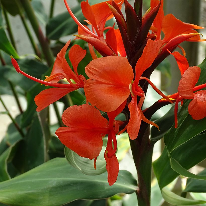 Tuoksuinkivääri - Hedychium deceptum (Kukinta)