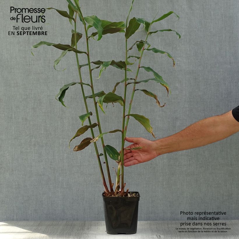 Esimerkki syksyllä toimitetusta Tuoksuinkivääri - Hedychium deceptum 3 litran/4 litran ruukku-taimesta
