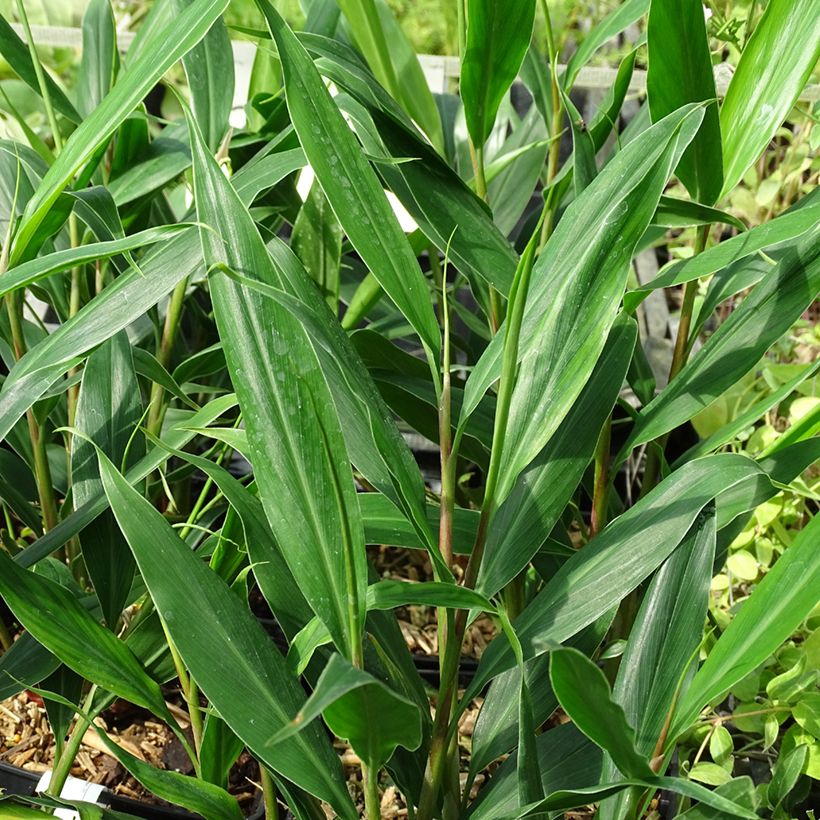 Tuoksuinkivääri - Hedychium villosum var. tenuiflorum (Lehvistö)